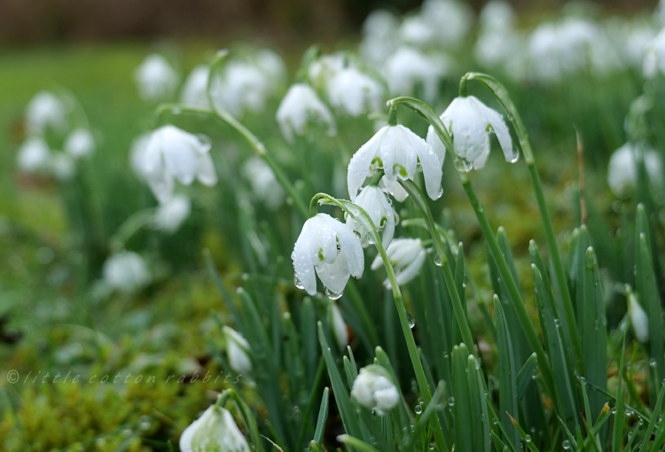 Snowdrops