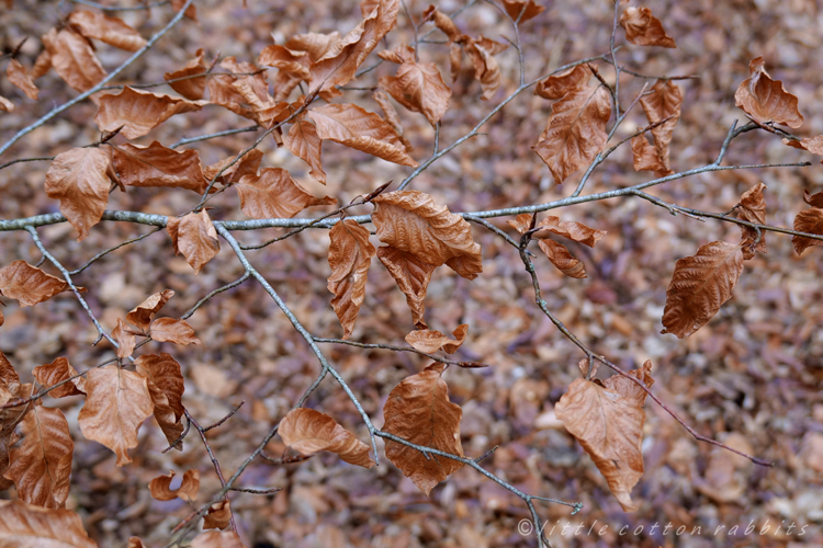 Beech leaves