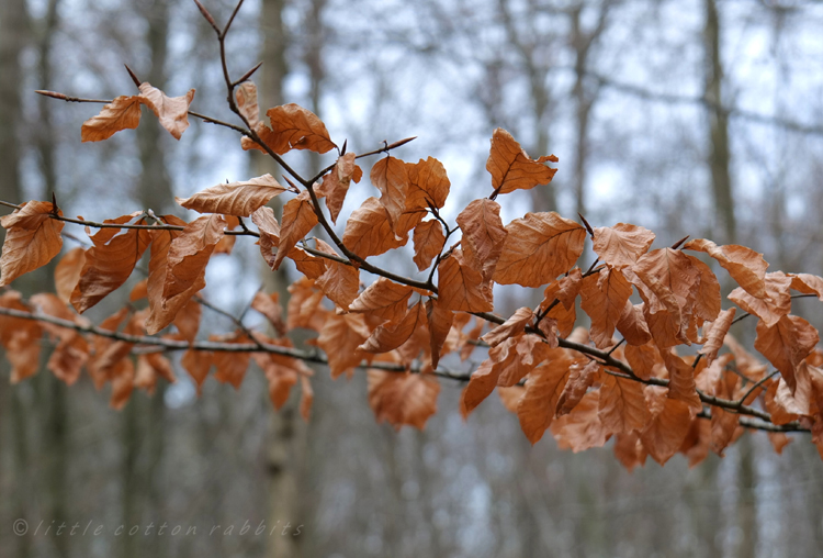 Beech leaves2