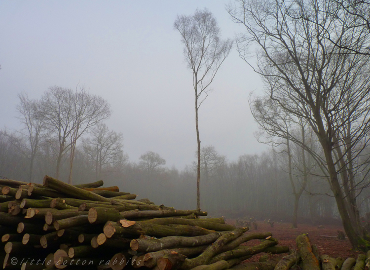 Woodpile