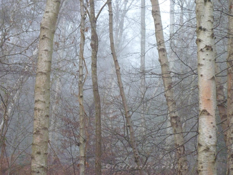 Birch trunks