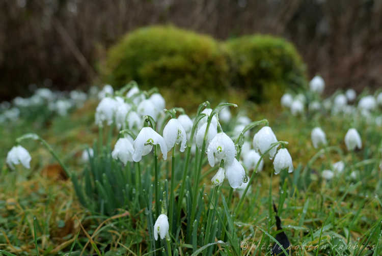 Snowdrops3