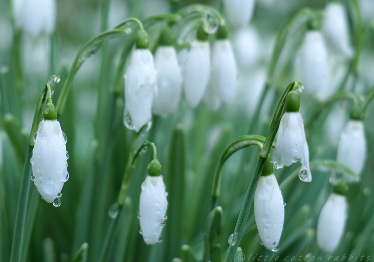 Snowdrops9b