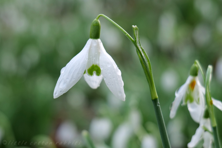 Snowdrops6