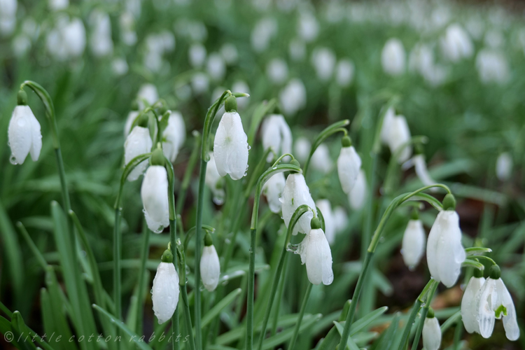 Snowdrops7