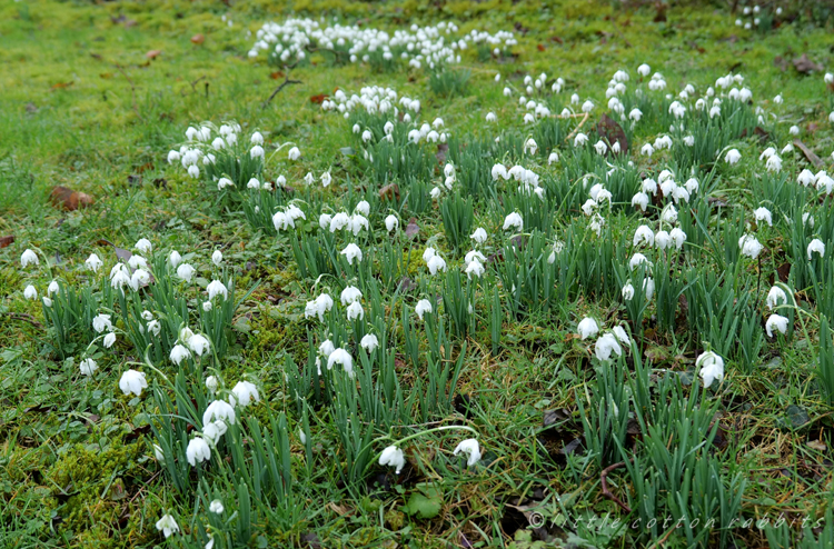 Snowdrops12