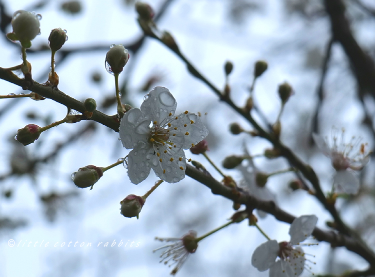 Blossom in rain