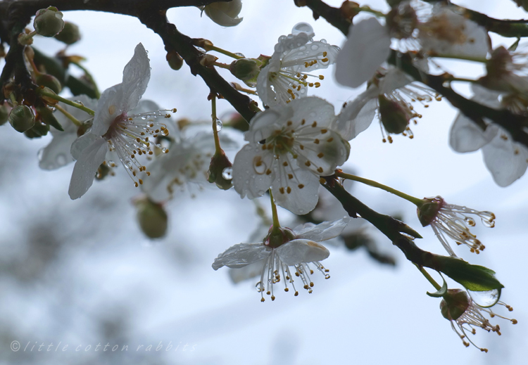 Rainyblossom