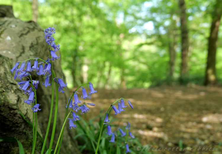 Bluebellse