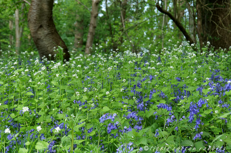 Bluebells and garlic mustard