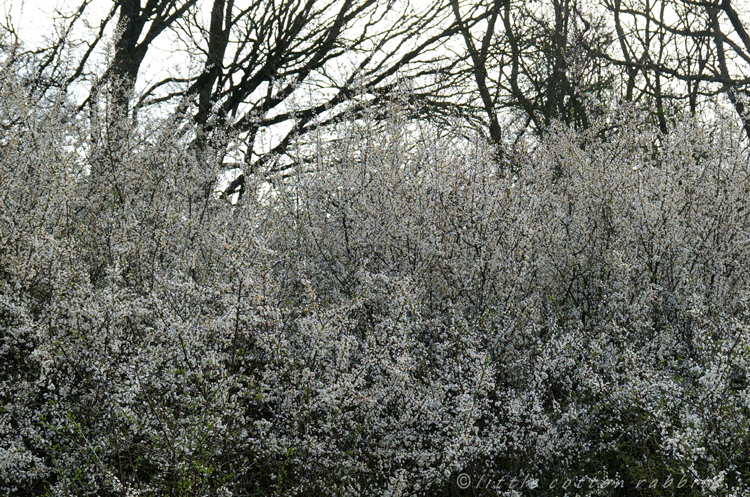 Blackthorn