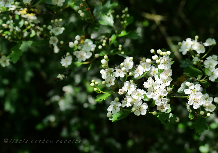 Hawthorn