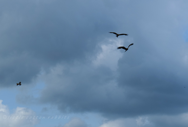 Red kites