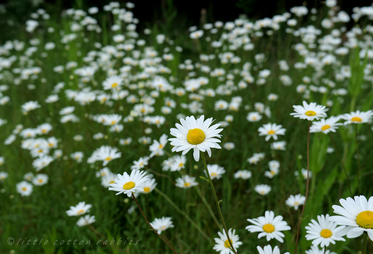 Daisy field2