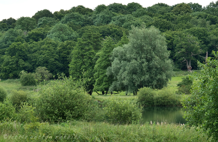 Lush landscape