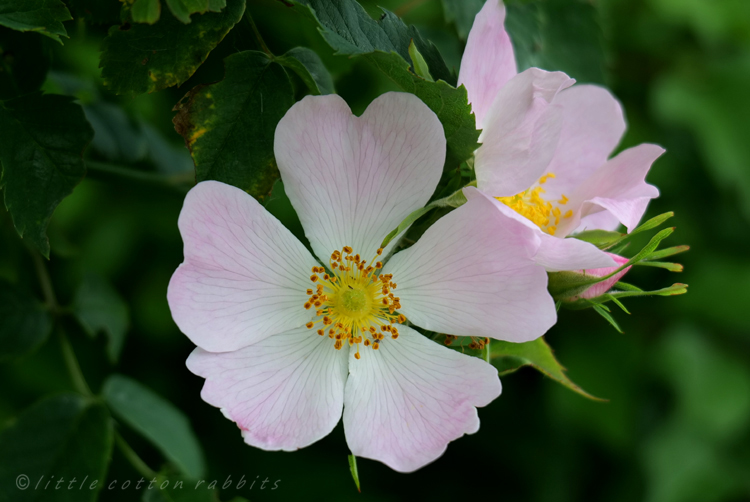 Dog rose