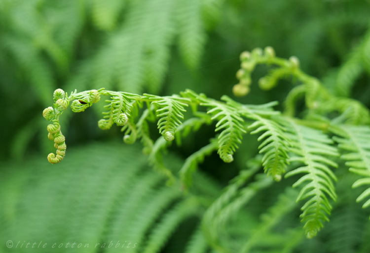 Fronds