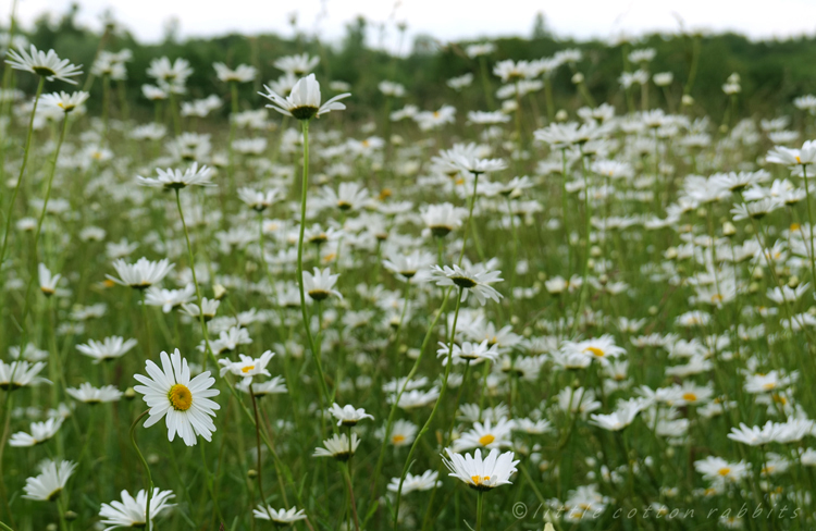 Daisyfield