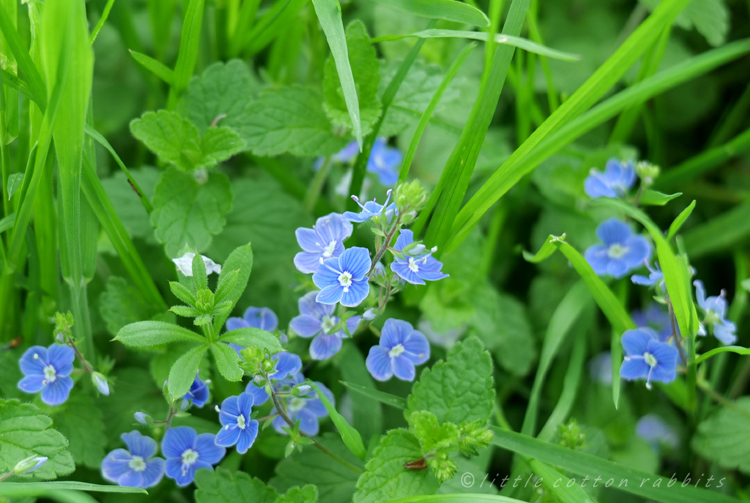 Speedwell