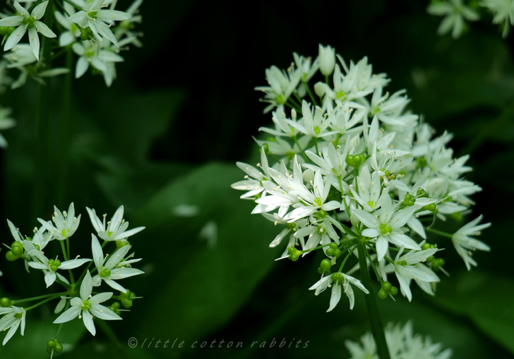 Wildgarlic