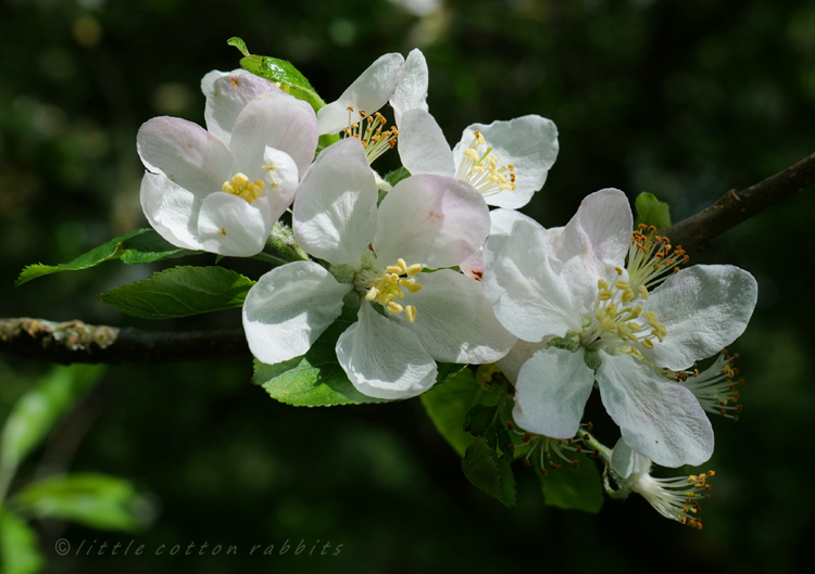 Appleblossom2