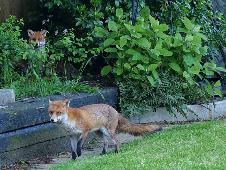 Two foxes