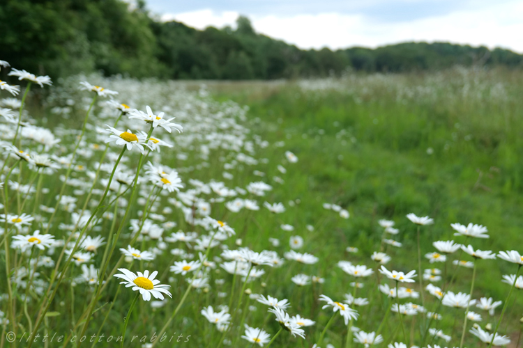 Big daisies