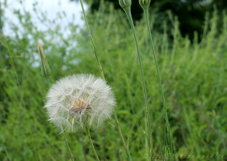 Seedhead