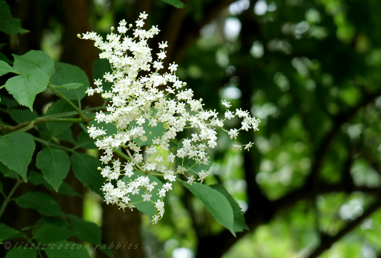 Elderflowers