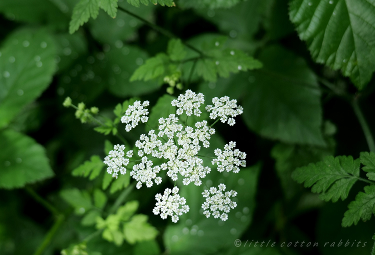 Cowparsley3