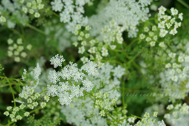 Cow parsley