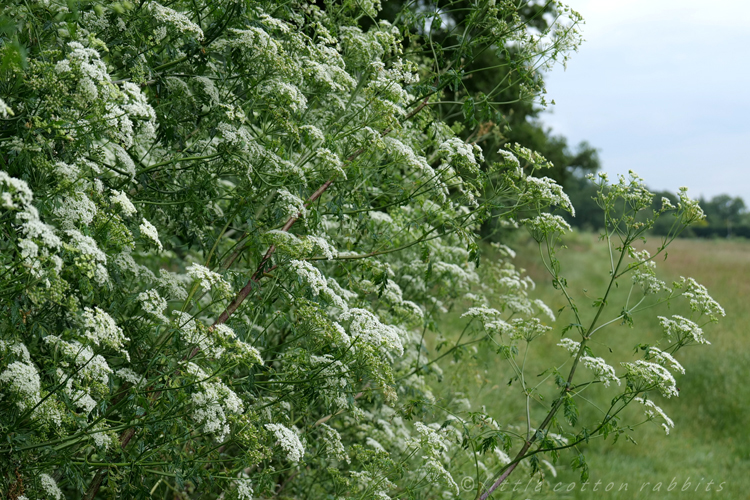 Cowparsley