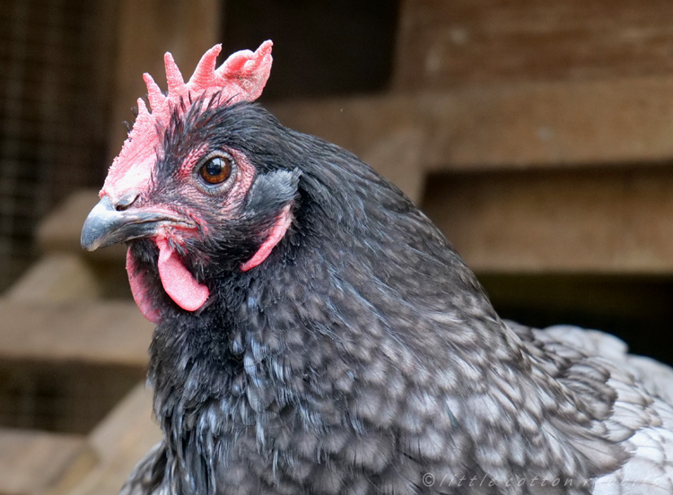 Hen