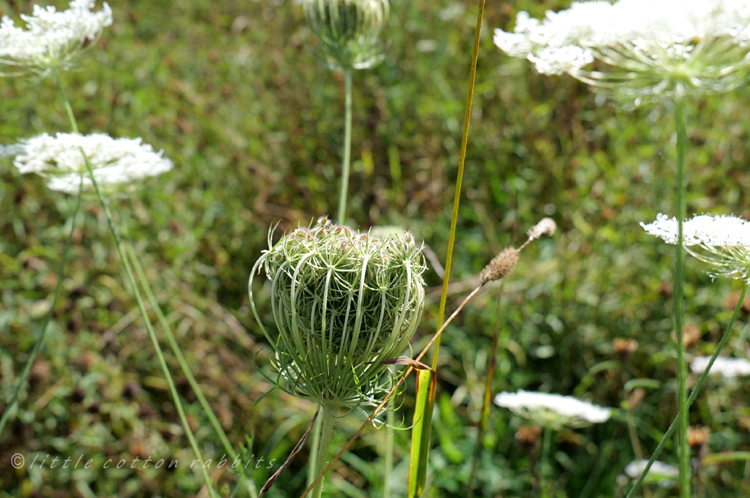 Wildcarrotseedhead