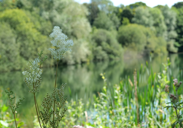 Meadowsweet