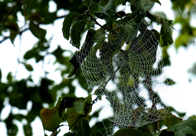 Rain on cobwebs