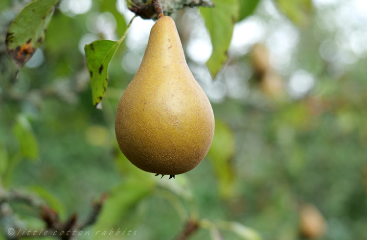 Perfect pear