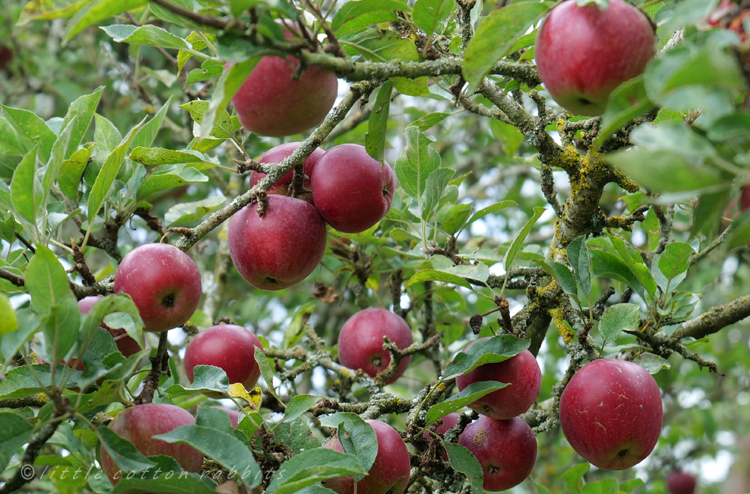 Apples11