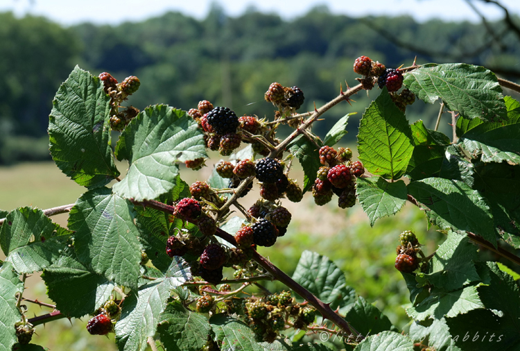 Blackberryhedge