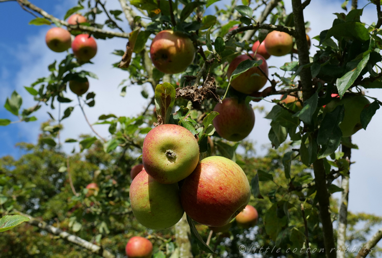 Apples