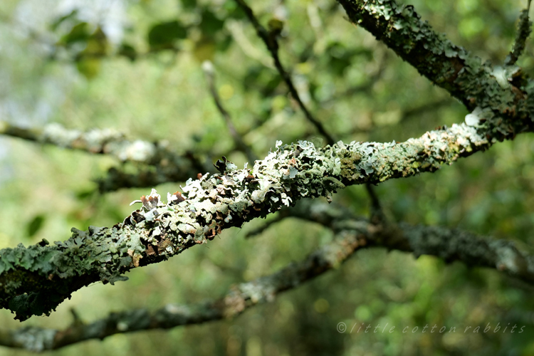 Lichen1