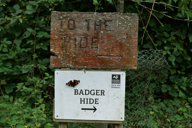 To the hide