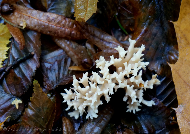 White stagshorn