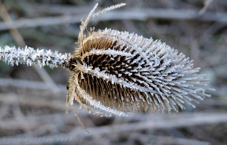 Frosty teasel