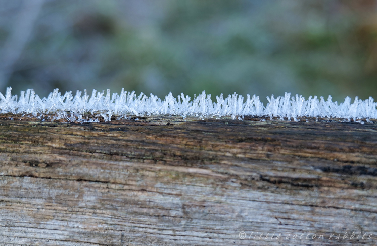 Frosty bench