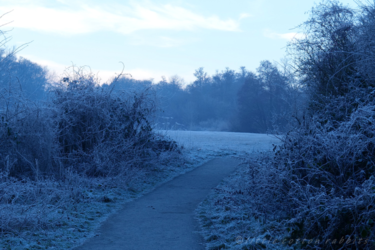 Frosty path