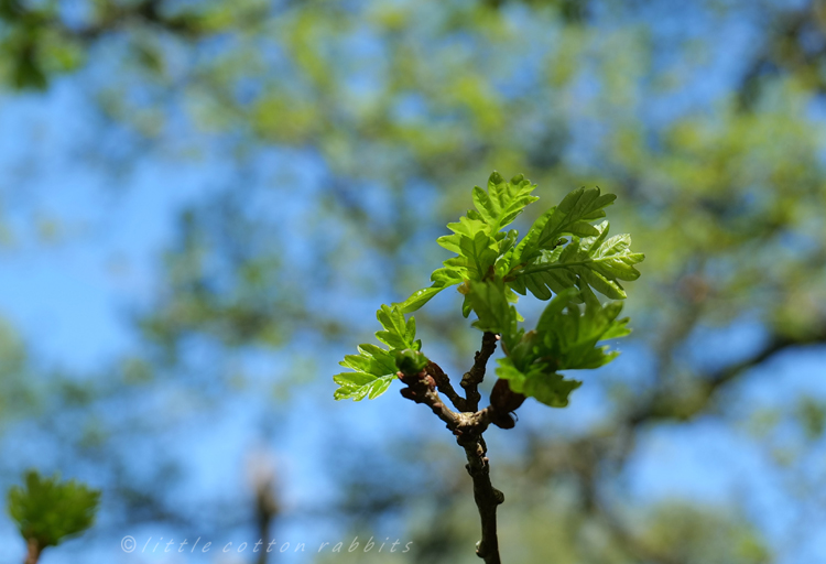 Oak buds