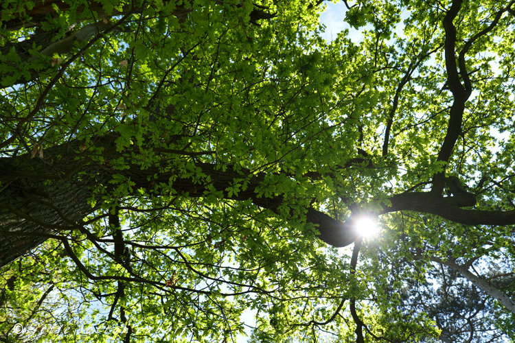 New leaves