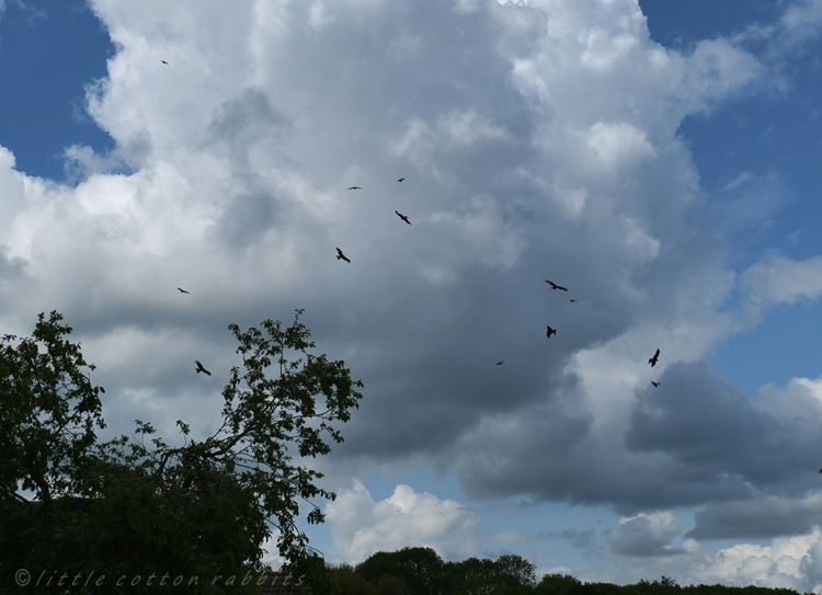 Redkites