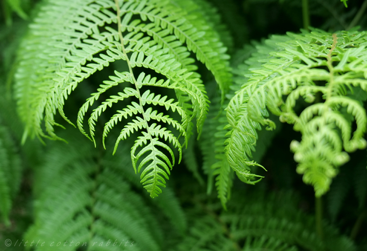 Ferns